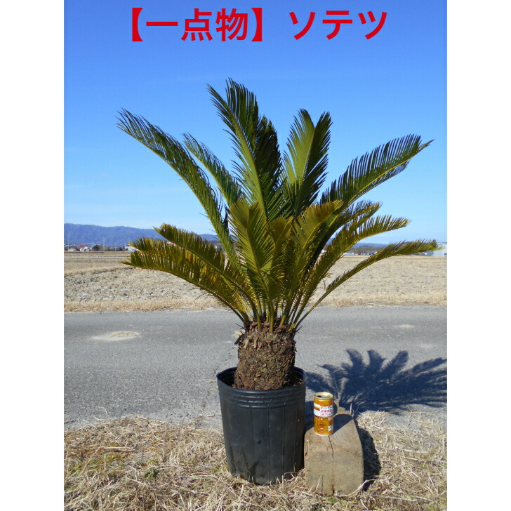 楽天市場】【現品発送】ソテツ（蘇鉄) 大株 幹太 12号フレグラー鉢植え
