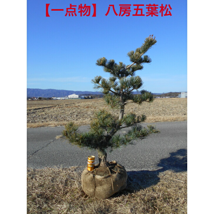 楽天市場】【店長一押し品】 タイサンボク リトルジェム高さ約1.65m