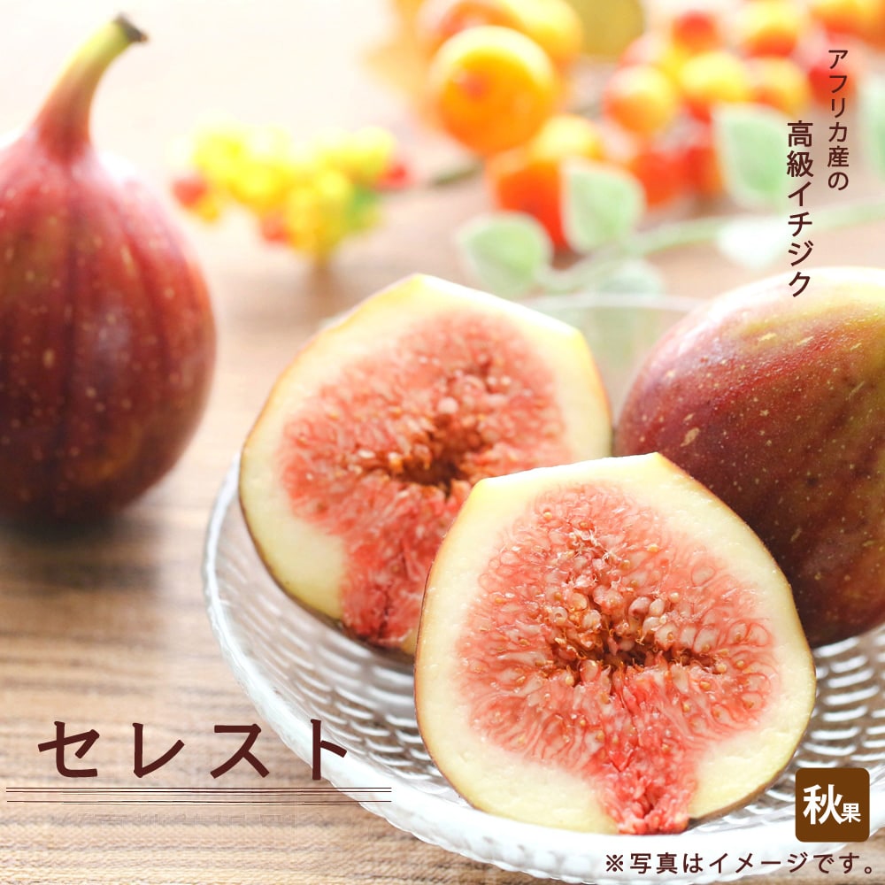 楽天市場】いちじく 【セレスト】 3年生大苗 1m苗 【産地で剪定済 1.0m