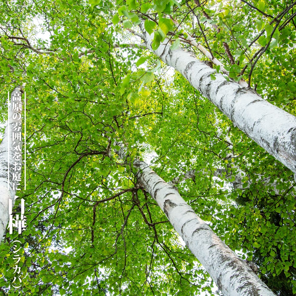 楽天市場】白樺 シラカバ 1年生 ポット苗 : 苗木部 by 花ひろば