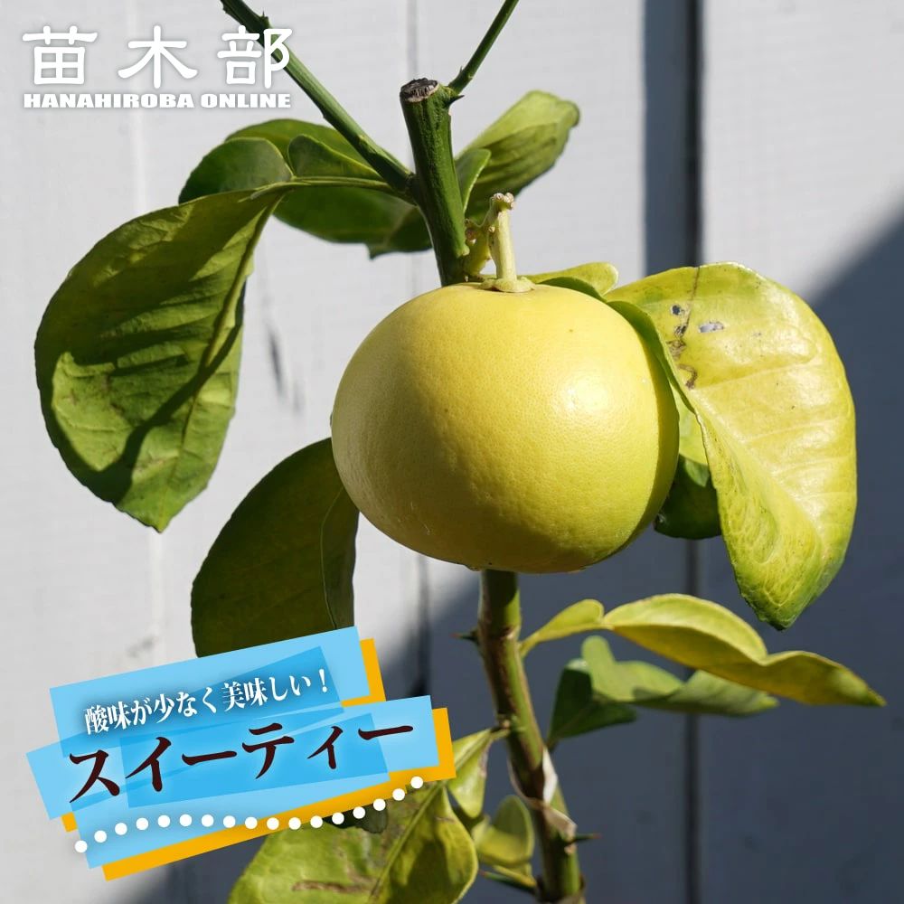 楽天市場】【紅八朔 （べにはっさく）】 3年生 接木大苗 【産地で剪定