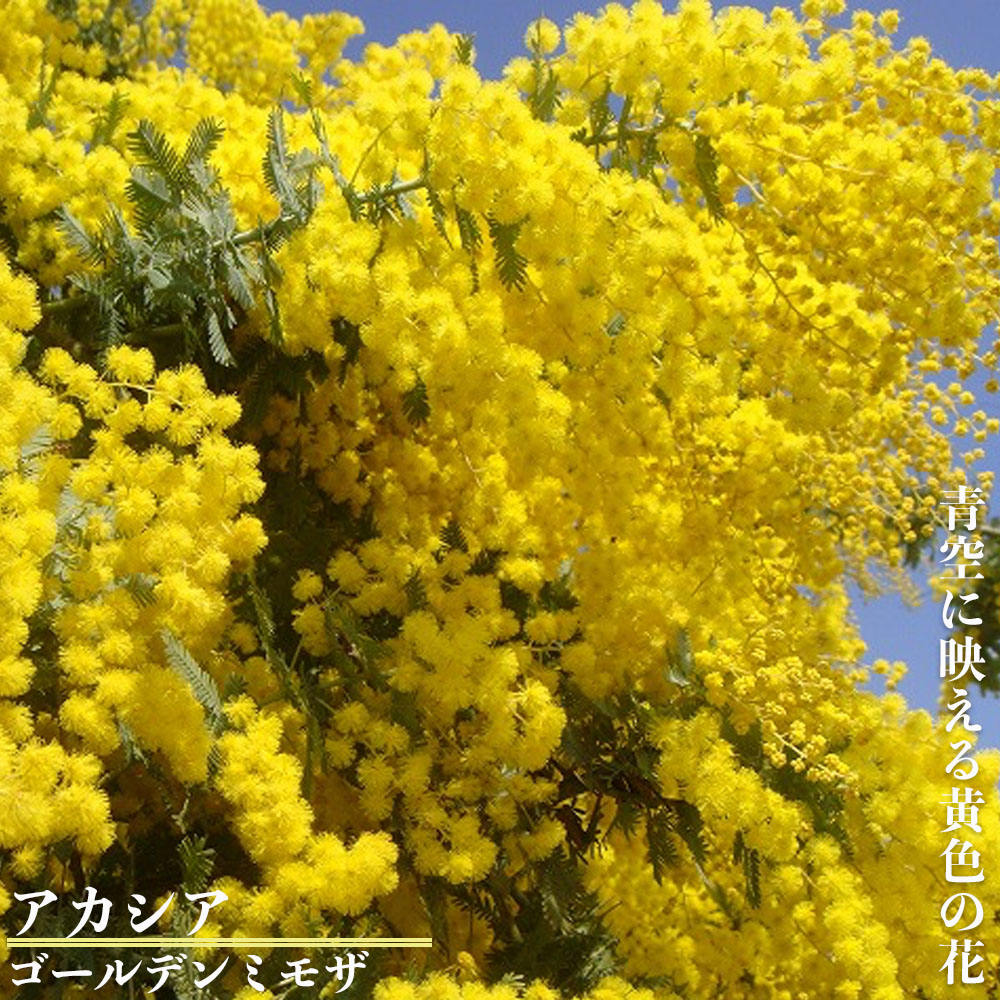 楽天市場】ギンヨウアカシア 【ゴールデンミモザ】 （ミモザアカシア
