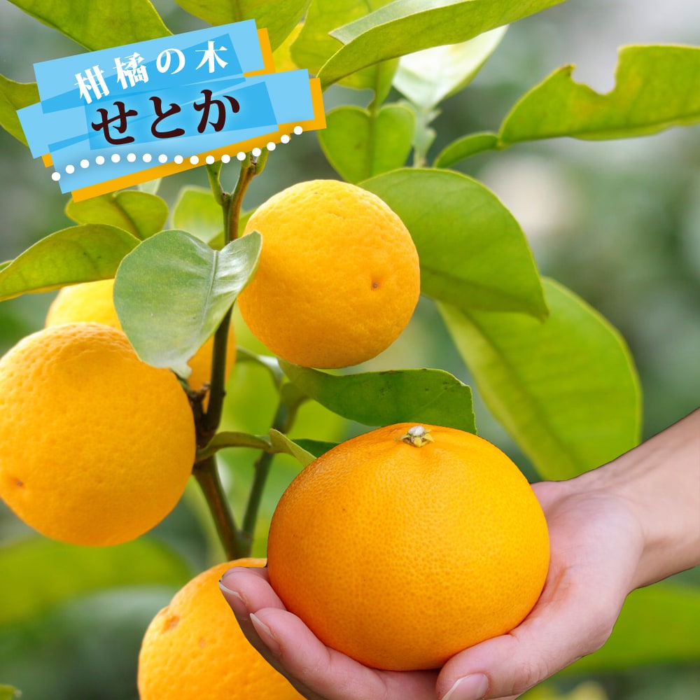 楽天市場】【種なし日向夏 （ニューサマーオレンジ）】 1年生接木苗