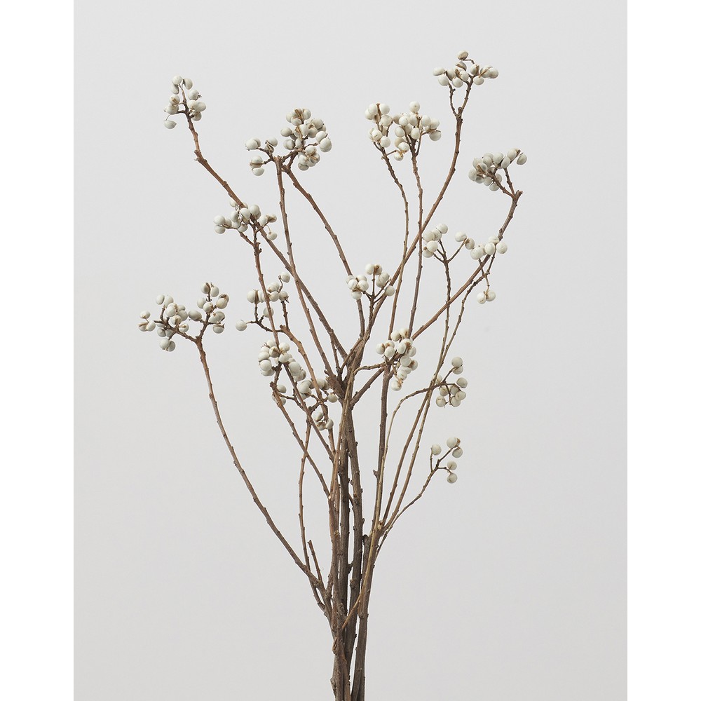 楽天市場】《10％OFFセール》【ドライ】大地農園/ナンキンハゼ・ステム