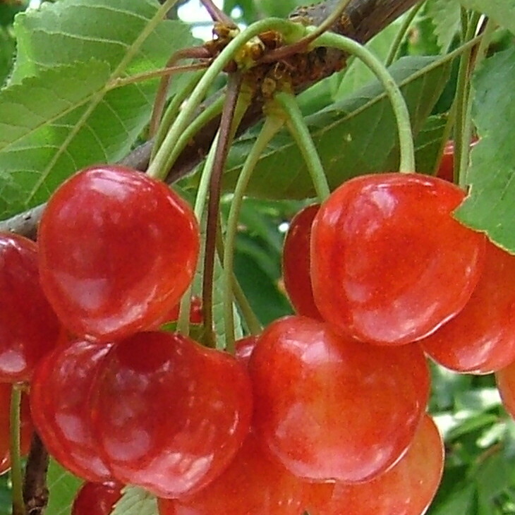 楽天市場】さくらんぼ 苗木 【YD（矮性台木）佐藤錦】 3年生 接ぎ木 約