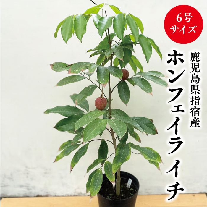 楽天市場】☆レア品種入荷☆【グレンマンゴー苗木1本 3〜4年生 6号