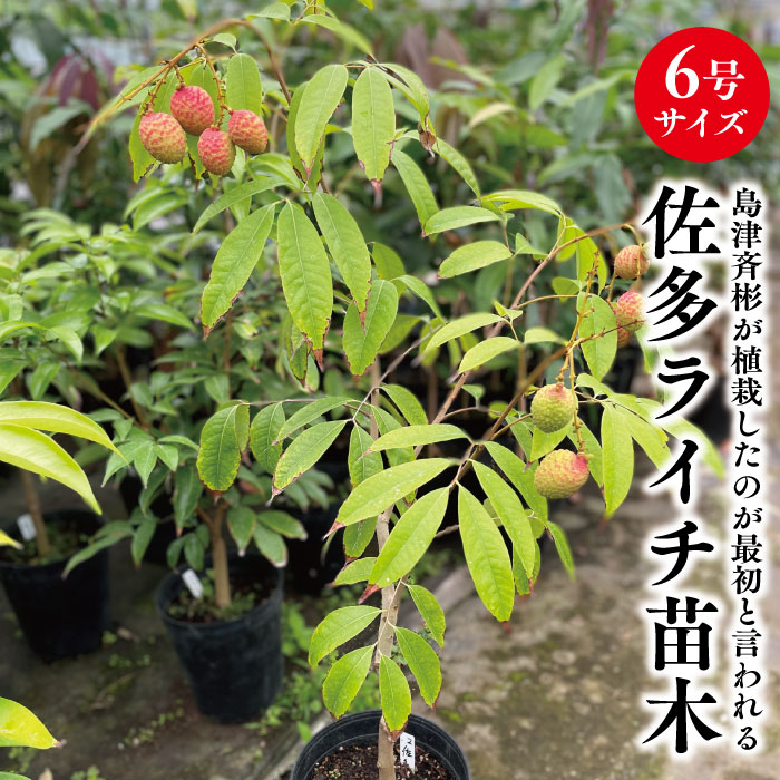 楽天市場】☆希少☆レア☆数量限定☆【キンコウマンゴー苗木1本 3〜4