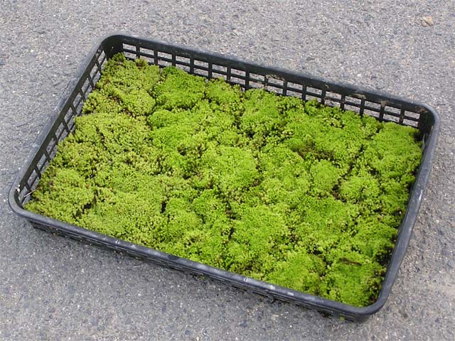 楽天市場】【京の苔】スナゴケ 10枚 大トレー (サイズ:59cm×39cm