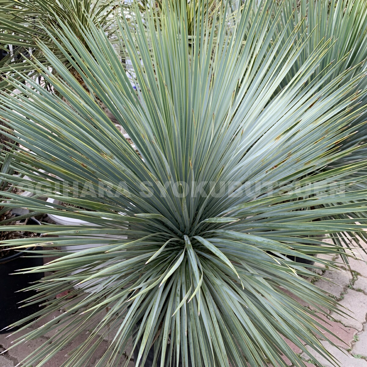 楽天市場】【品種・セットを選べる】ユッカ ロストラータ・リギダ 苗木