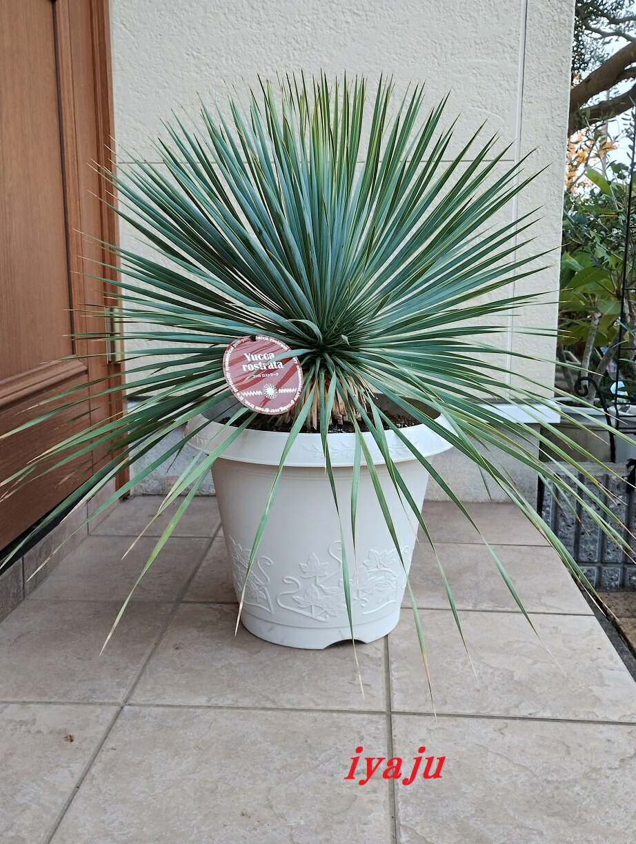 楽天市場】観葉植物 大型 屋外 ユッカ ロストラータ 11号鉢 【現品
