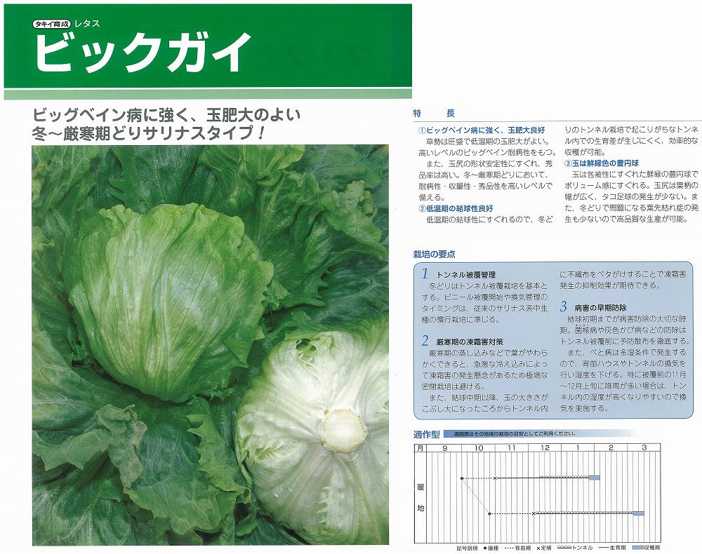 楽天市場】【レタス】ヒートガイ〔タキイ育成〕 / ペレット5000粒