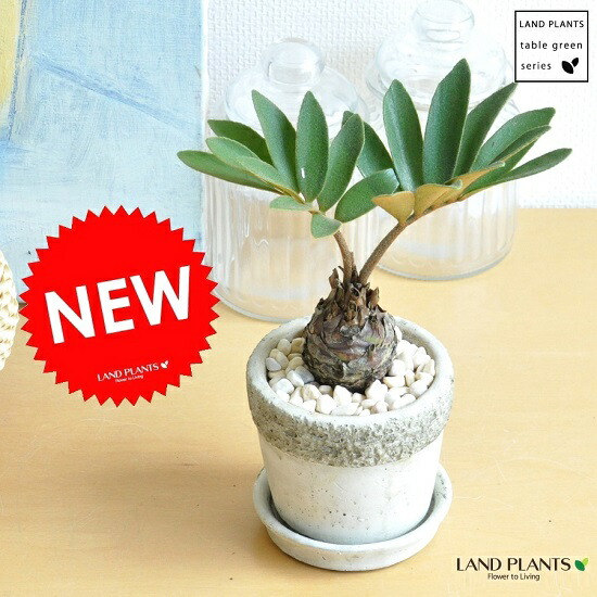 楽天市場】ザミア （プミラ） 白色 シリンダー型 陶器鉢 ヒロハザミア