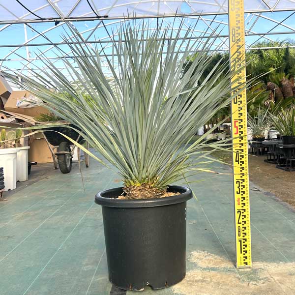 楽天市場】【送料無料】 ダブルヘッド ロストラータ ユッカ