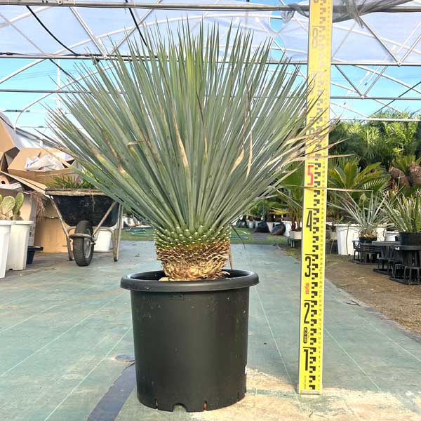 楽天市場】ユッカ ロストラータ 【現品産直】グリーン10号鉢植え