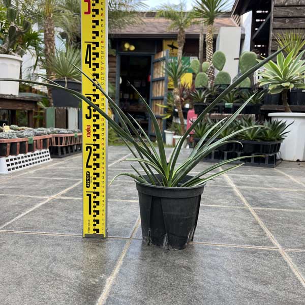 楽天市場】【送料無料】 ダブルヘッド ロストラータ ユッカ