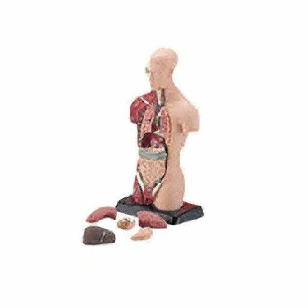 楽天市場】KIYOMARU ソフトな質感で15分解できる卓上サイズの人体解剖