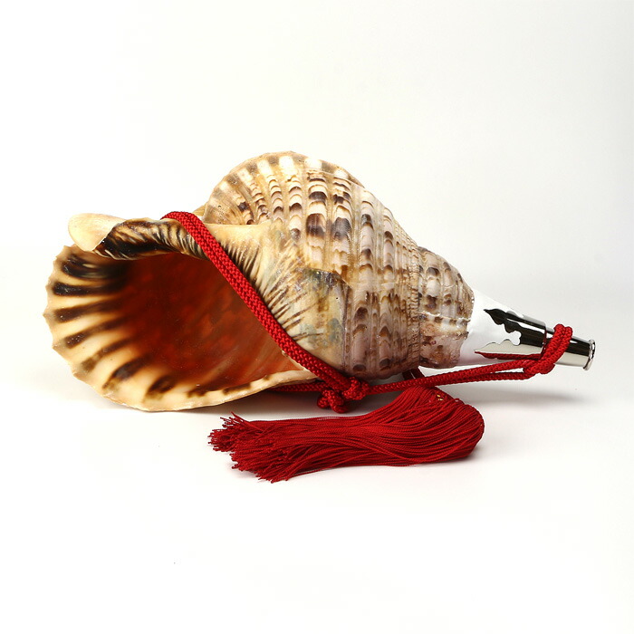 楽天市場】法螺貝・歌口付 サイズ35cm-37cm 天台タイプ : 和楽器総合