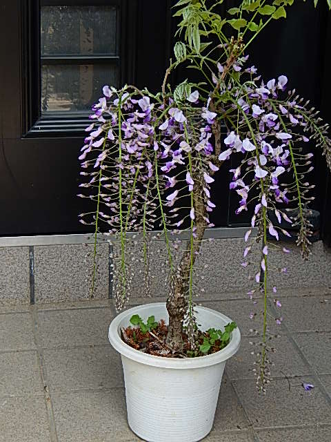 楽天市場】【母の日期間は開花調整した藤をお届けします】黒竜藤 藤苗