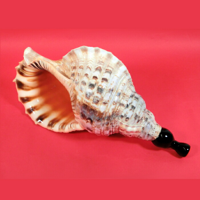 楽天市場】【法螺貝】ほら貝 大 37センチ : 三島屋楽器