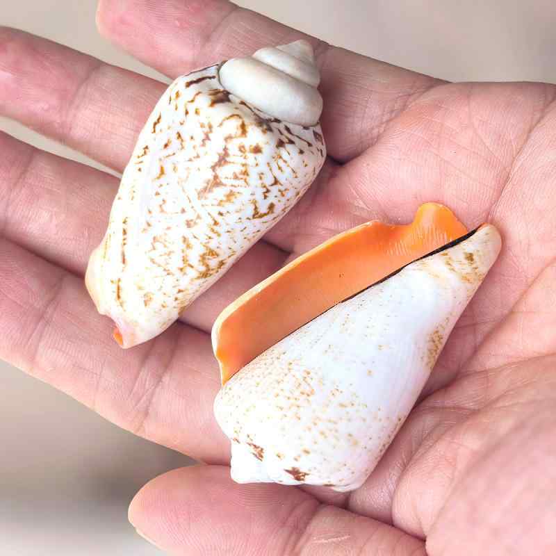 楽天市場】【インテリア！】【マッサージにお勧め！】希少貝夜光貝