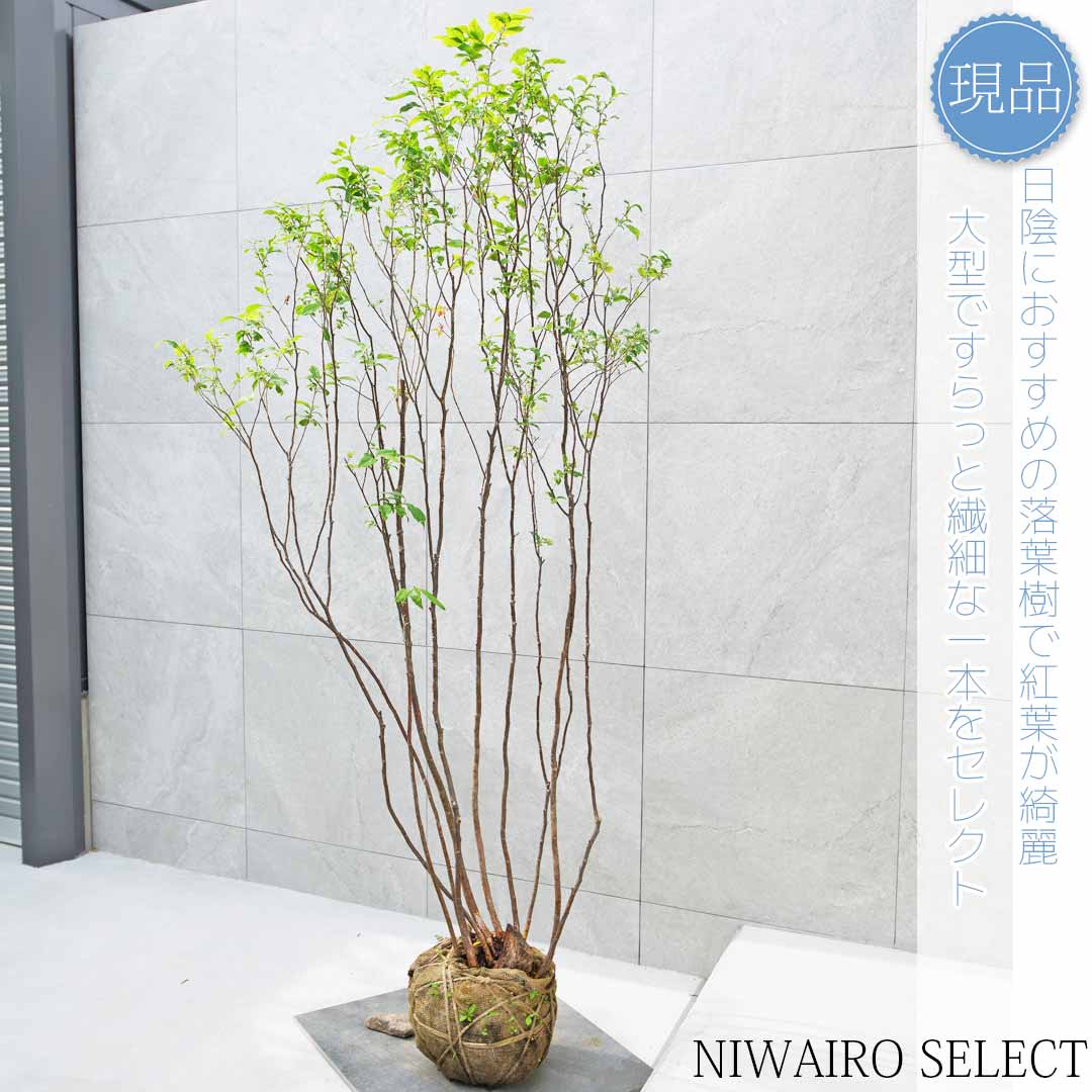 楽天市場】【現品】山採り【ナツハゼ】夏櫨 本株立ち 自然風樹形 樹高H