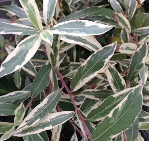 楽天市場】ネコヤナギ ピンクパールネコヤナギ 3寸ポット植え ねこ