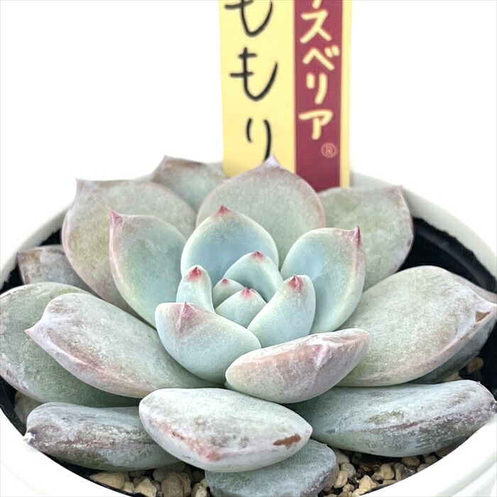 楽天市場】多肉植物 oriエケベリア リンゼアナ×そわそわ 多肉植物 お