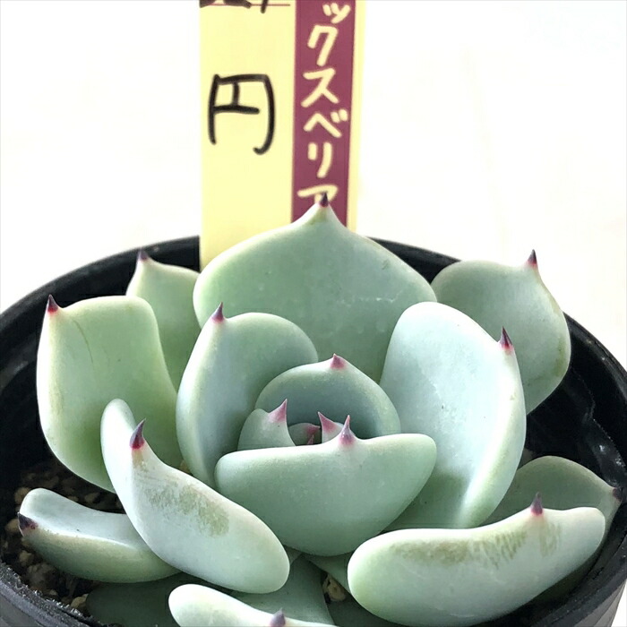 楽天市場】多肉植物 oriミックスベリア No.008 ちょこん 多肉植物 お