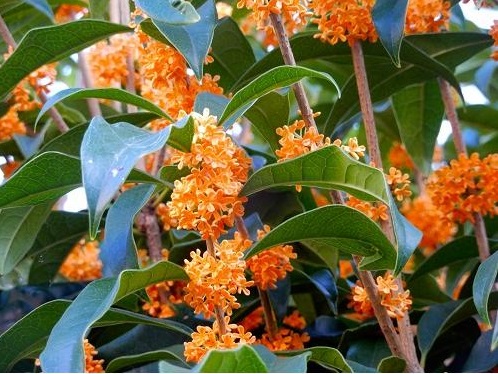 楽天市場】タイサンボク リトルジェム 3.5号ポット 挿し木苗 : エス