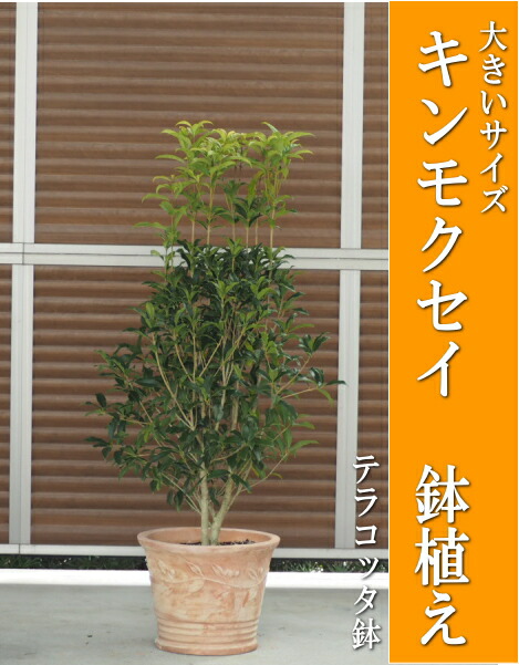 楽天市場】【送料無料】キンモクセイの鉢植え/金木犀鉢植え（樹高：1.2