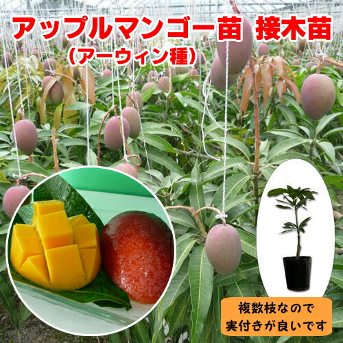 楽天市場】☆希少☆レア☆数量限定☆【キンコウマンゴー苗木1本 3〜4