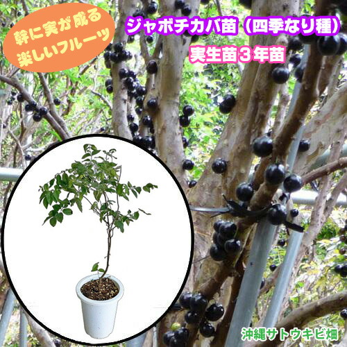 楽天市場】【現品R703】ジャボチカバ 中葉系 苗木 12号鉢植え : 千草園芸