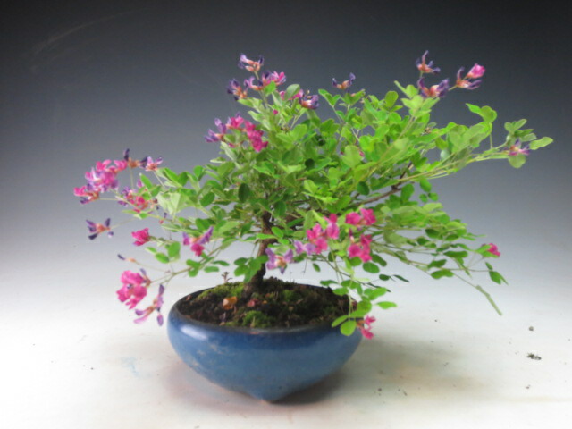 楽天市場】盆栽 花芽付！皐月（サツキ）（星の輝）【現品】2026春開花