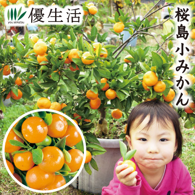 楽天市場】【マラソン☆ポイント5倍】紀州種無し小みかん ( 品種：無核