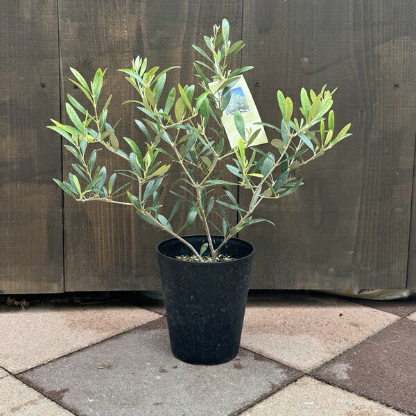 楽天市場】観葉植物 SOUJU（創樹）ブランド：オリーブの木 ネバディロ