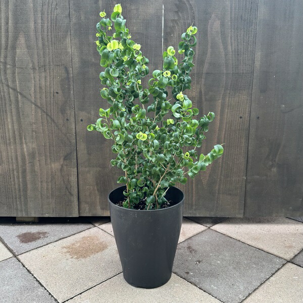 楽天市場】鉢花 観葉植物：フィリカ プベッセンス ワフトフェザー