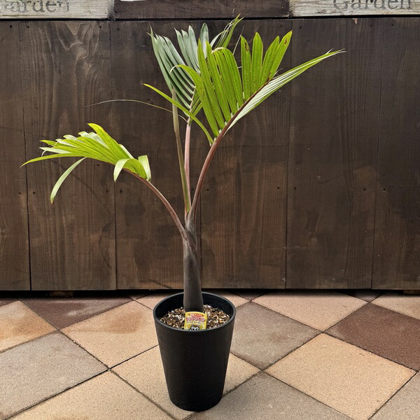 楽天市場】おしゃれ 観葉植物・希少：トックリヤシ(徳利椰子)*とっくり