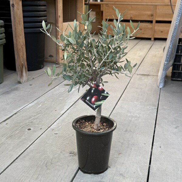 楽天市場】観葉植物 SOUJU（創樹）ブランド：オリーブの木 ネバディロ