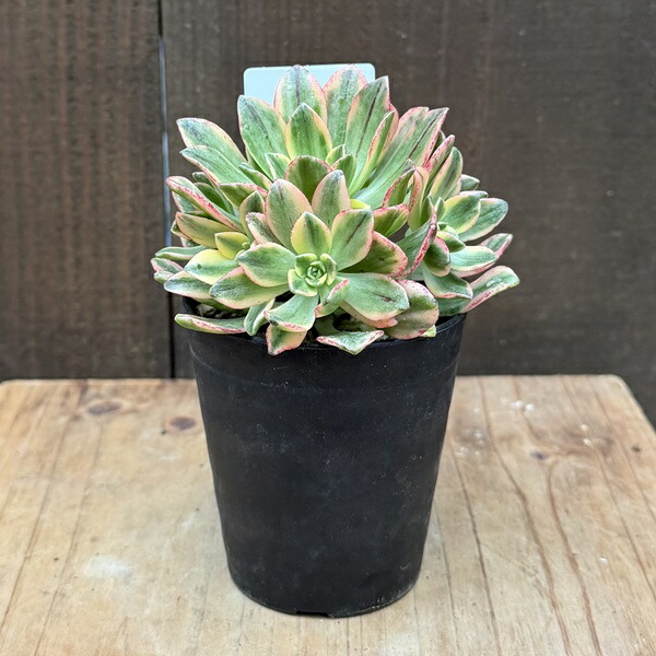 楽天市場】観葉植物：アエオニウム メデューサ錦*5号 メデューサ