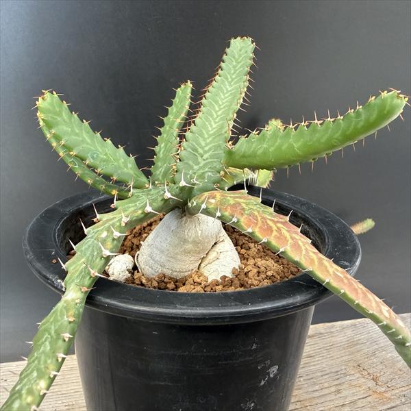 楽天市場】コーデックス：ユーフォルビア デシドゥア 蓬莱島*塊根幅