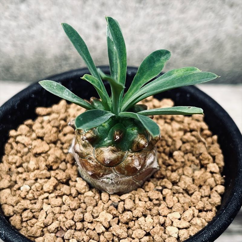 楽天市場】コーデックス：パキポディウム マカイエンセ 実生*S 塊根幅