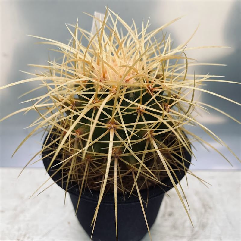 楽天市場】サボテン：エキノカクタス サカテカス金鯱 M*幅7cm : 遊恵