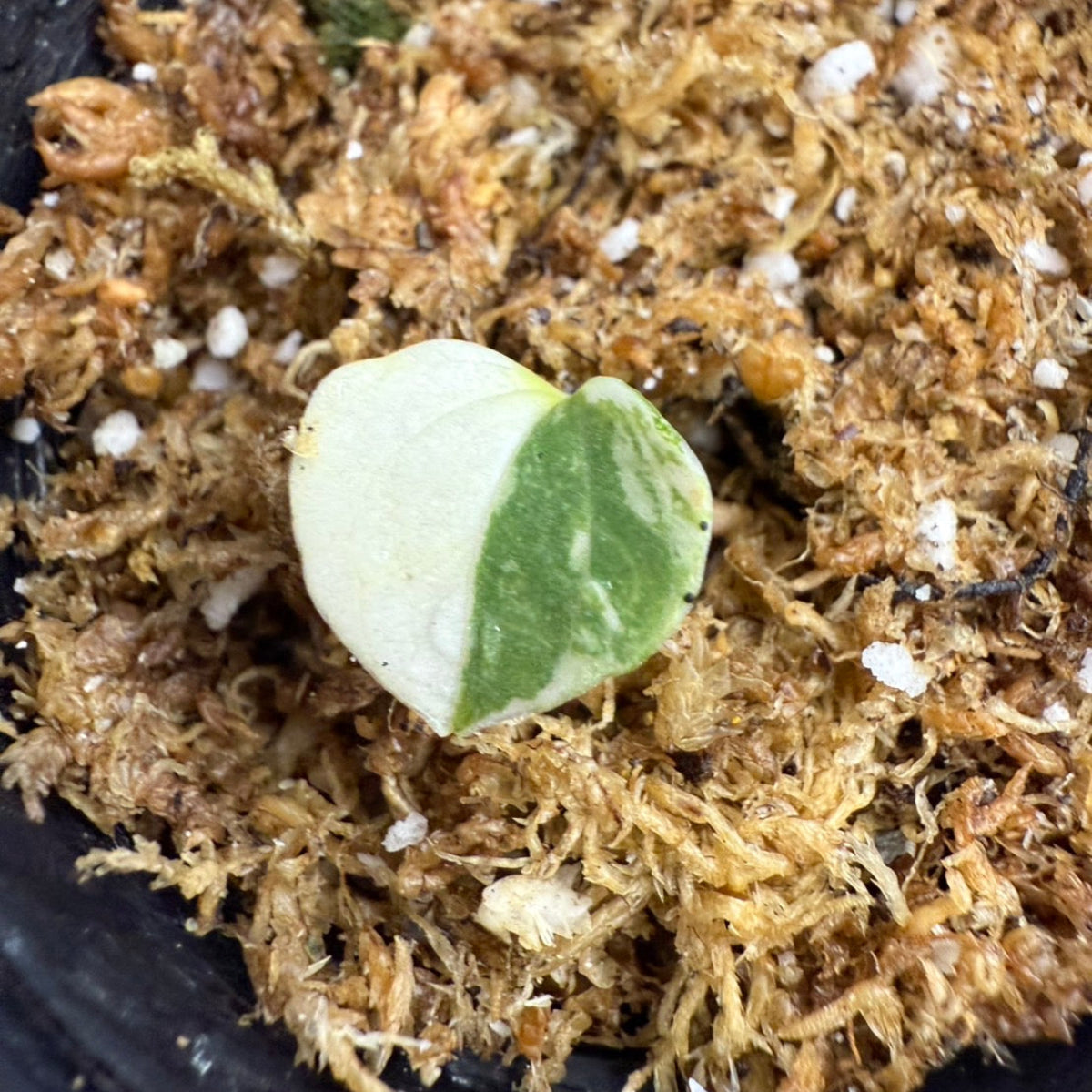 限定1株】アンスリウム PAP x RL 斑入り確認株 – RARE PLANTS JAPAN