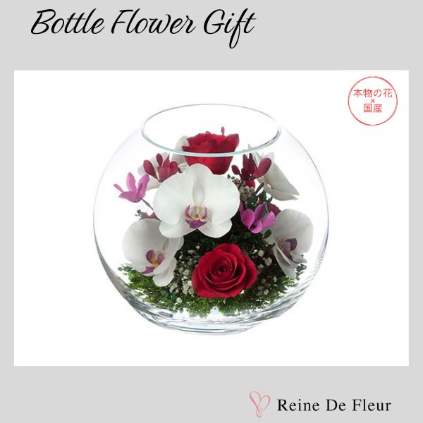 胡蝶蘭 – レンデフロール