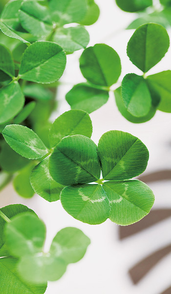 販促効果の高い「ひろがるしあわせ四つ葉のクローバー」のタネを