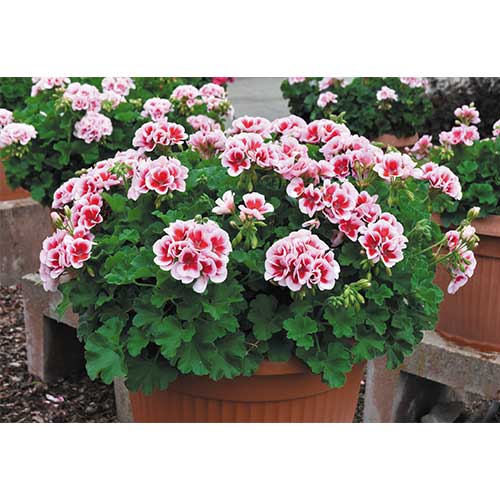 スーパーゼラニウム・チャンピオン ロージー 農水省登録品種（品種名