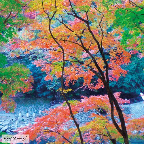 いろはもみじ| 種・苗・ガーデニング用品の【タキイネット通販】