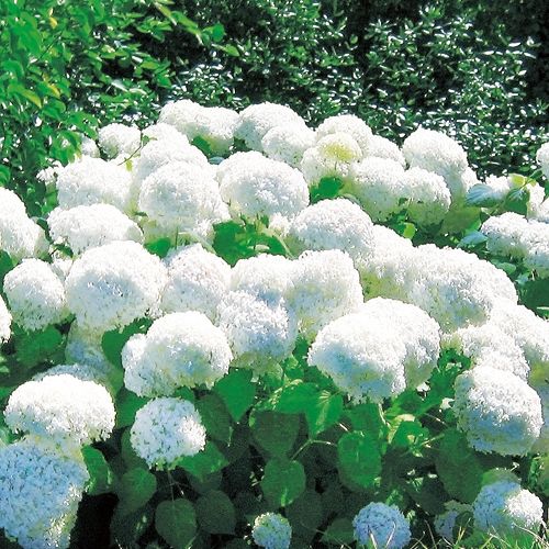 アメリカアジサイ・アナベル| 種・苗・ガーデニング用品の【タキイ