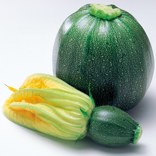 ズッキーニ・ブラック・エッグ| 種・苗・ガーデニング用品の【タキイ