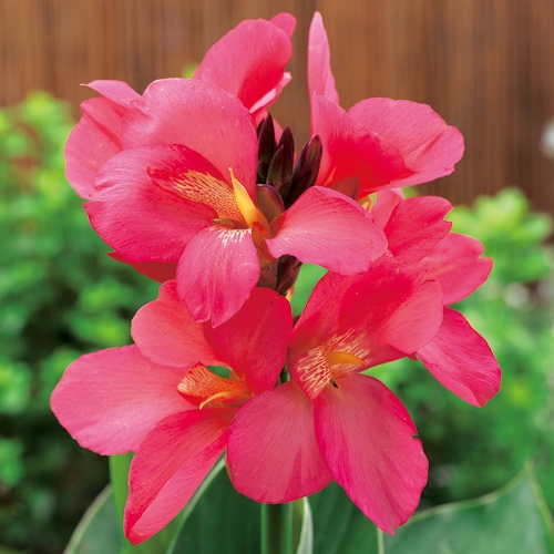 カンナ・F1サウスパシフィック ローズ| 種・苗・ガーデニング用品の